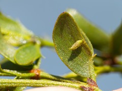 Asphondylia silicula