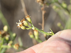 Baccharis brachyphylla