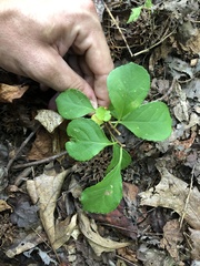 Celastrus orbiculatus