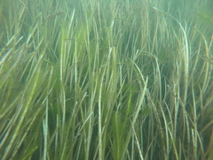 Fistularia tabacaria