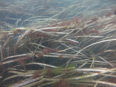 Fistularia tabacaria