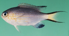 Blacktail Chromis photo 5