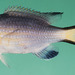 Pycnochromis nigrurus - Photo (c) Randall, J.E., μερικά δικαιώματα διατηρούνται (CC BY-NC)
