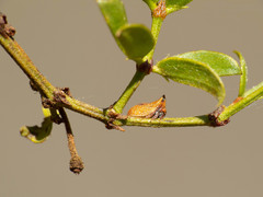 Multareoides bifurcatus