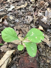 Celastrus orbiculatus