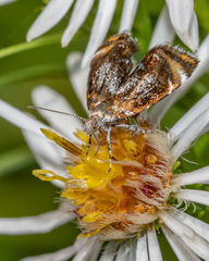 Prochoreutis inflatella