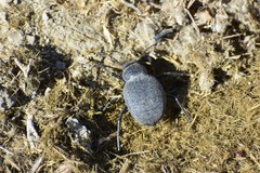 Pimelia cephalotes