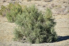 Haloxylon