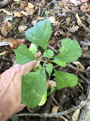 Celastrus orbiculatus