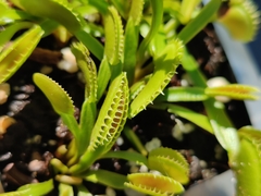 Dionaea
