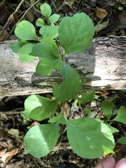 Celastrus orbiculatus