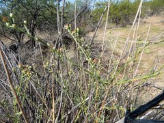 Baccharis brachyphylla