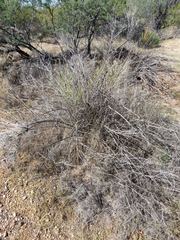 Baccharis brachyphylla