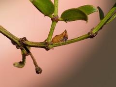 Multareoides bifurcatus