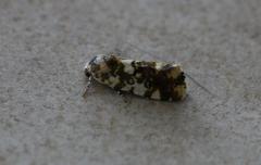 Acontia transfigurata