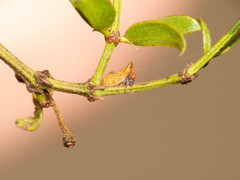 Multareoides bifurcatus