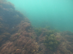 Tautogolabrus adspersus