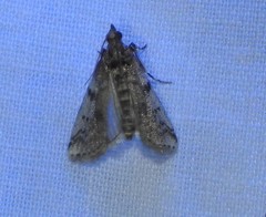 Laetilia dilatifasciella