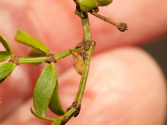 Multareoides bifurcatus