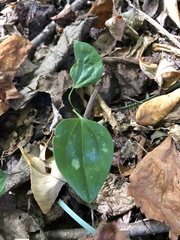 Smilax glauca