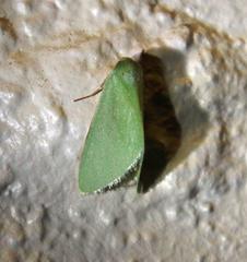 Drepanogynis olivescens