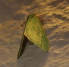 Drepanogynis olivescens