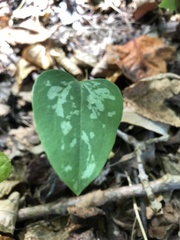 Smilax glauca
