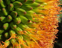 Aloe broomii