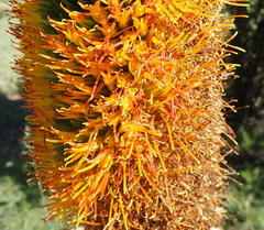 Aloe broomii