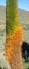 Aloe broomii