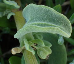 Tetragonia decumbens