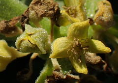Tetragonia decumbens