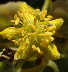 Tetragonia decumbens