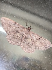 Peribatodes rhomboidaria