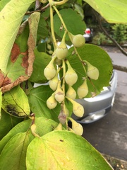 Styrax obassia