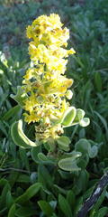 Tetragonia decumbens