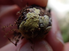 Trichoderma pulvinatum