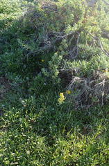 Tetragonia decumbens