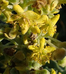 Tetragonia decumbens