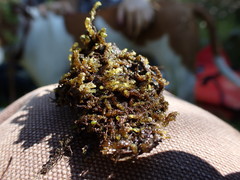 Hygrohypnella ochracea