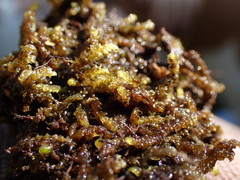 Hygrohypnella ochracea