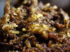 Hygrohypnella ochracea