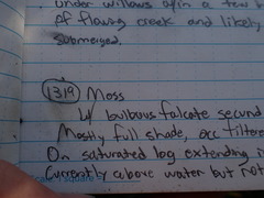 Hygrohypnella ochracea