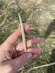 Psathyrostachys juncea