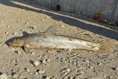 Luciobarbus brachycephalus