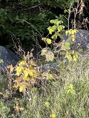 Viburnum lantanoides