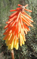 Kniphofia stricta