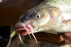 Luciobarbus brachycephalus