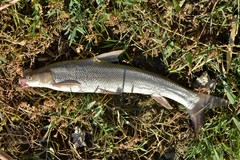 Luciobarbus brachycephalus