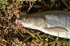 Luciobarbus brachycephalus